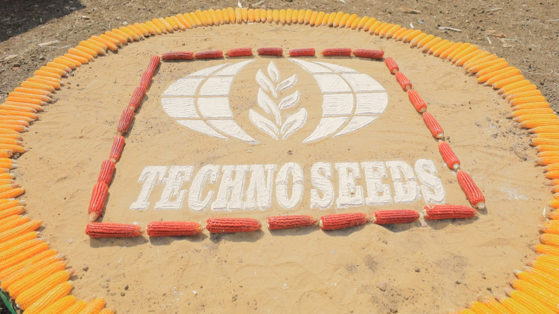 شركة "تكنو سيدز" للتقاوي والبذور